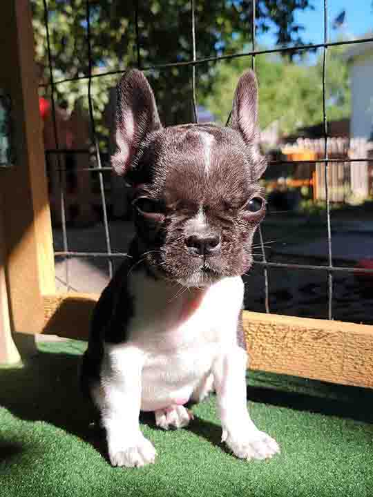 Flower when she first arrived home as a tiny puppy